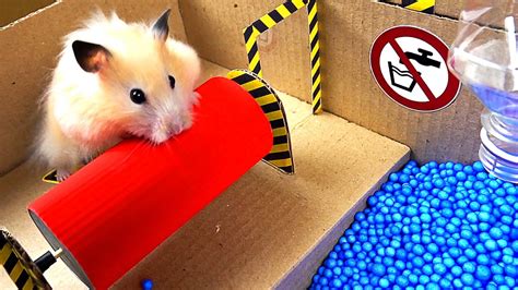 With the right technology and setup, video meetings can be just as effective as in-person meetings. . Hampstercom videos